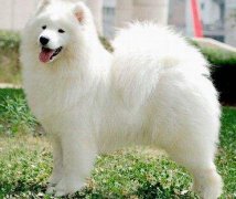 兽用B超诊断犬三大类疾病