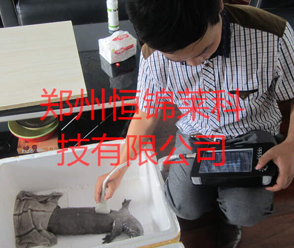 兽用B超检测妊娠动物