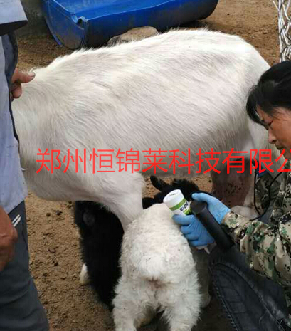 进口羊用B超观测羊采精