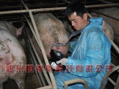猪用B超机提醒仔猪用药后禁用的饲料