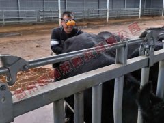 牛用B超机在预防奶牛流产中的作用