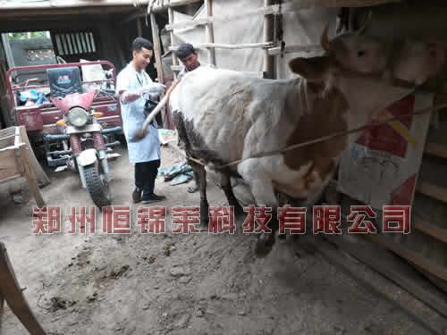 牛用B超机检测母牛妊娠