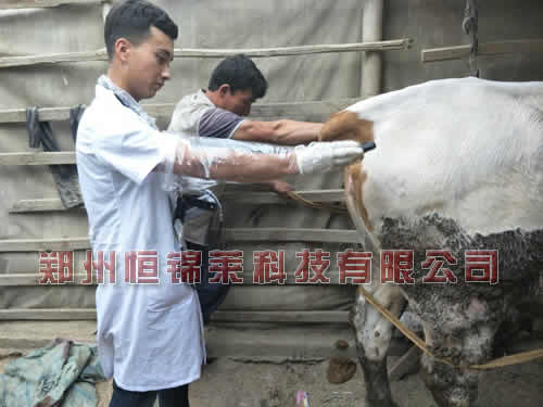 培训使用牛用B超机检测妊娠方法