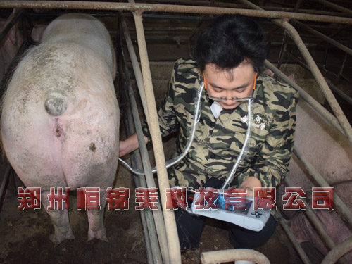母猪B超机对母猪的检测