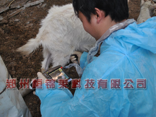 羊用B超机检测羊