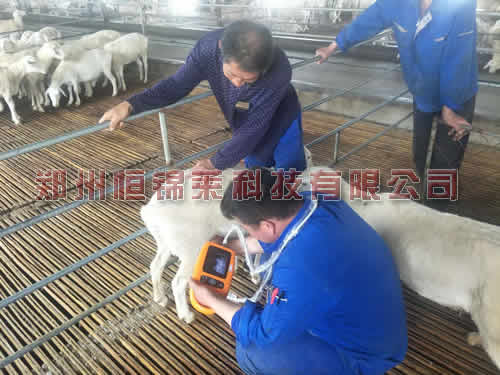 羊用B超仪检测母羊