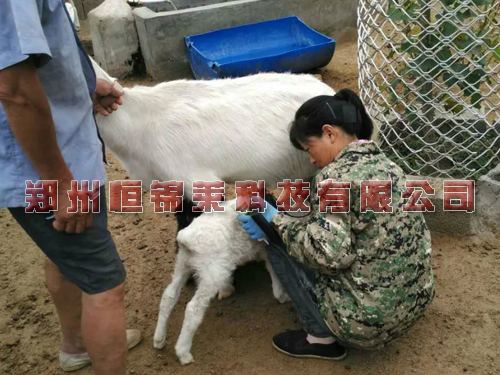 高清羊用B超仪检测母羊保健工作
