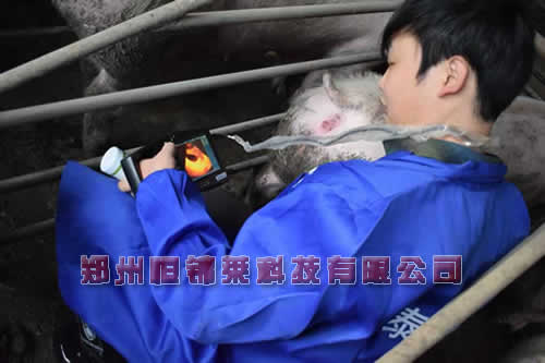 兽用B超对中公猪的检测及管理
