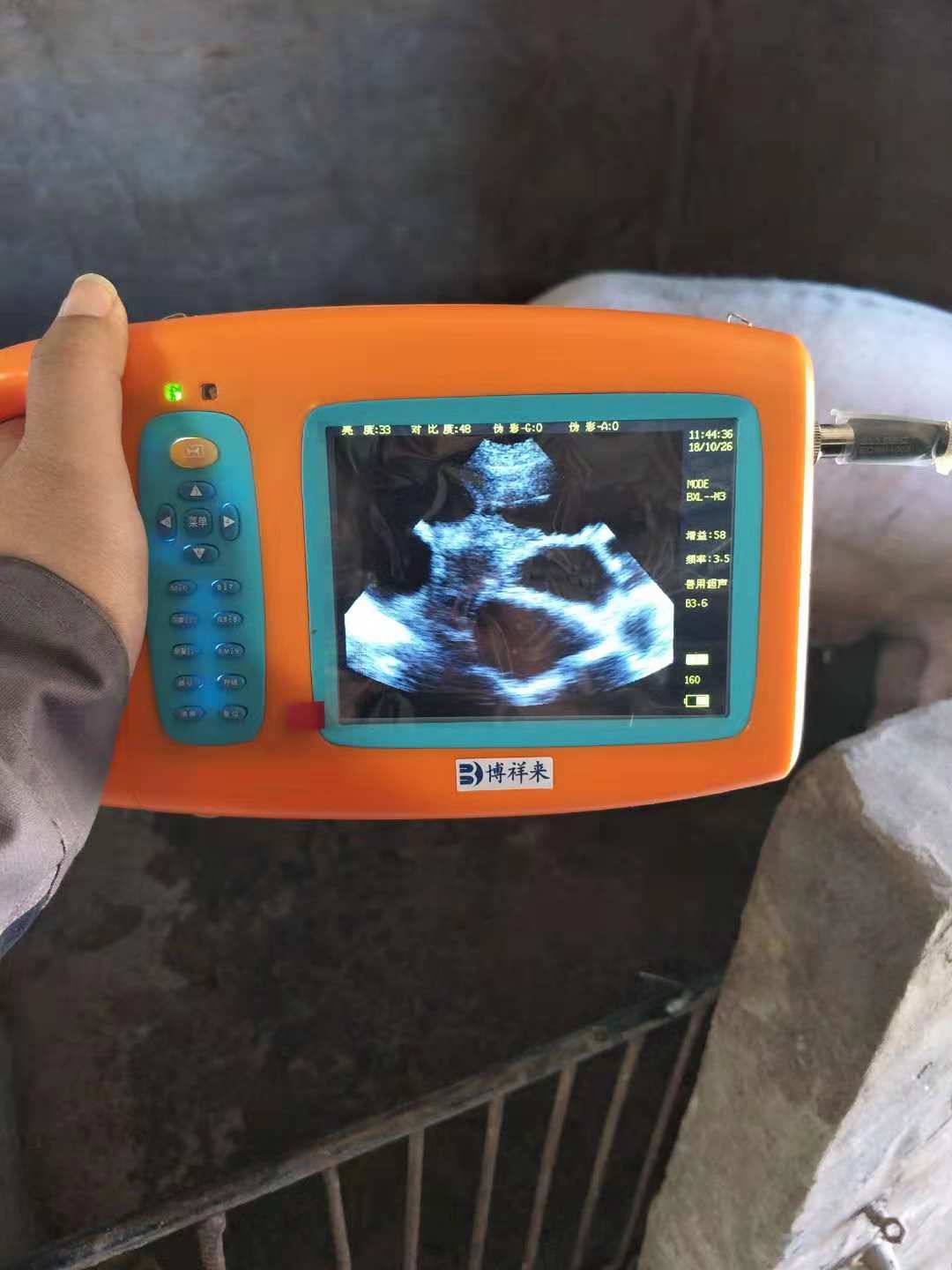 高清母猪B超机检测哺乳母猪