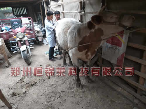 便携式兽用B超测牛认识