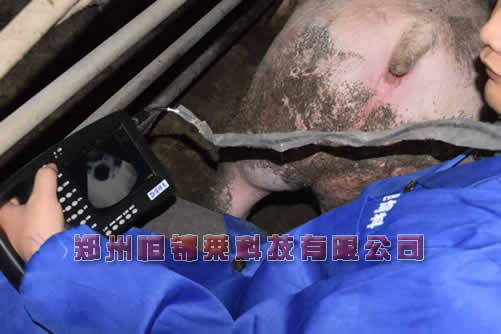 便携式猪用B超测孕仪推荐