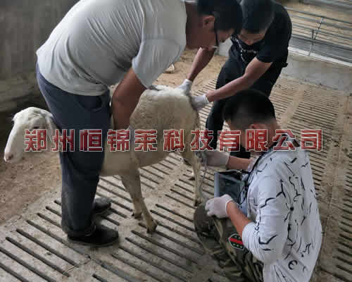 便携式羊用B超仪