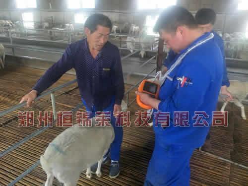 羊用B超仪检测肉羊养殖效益