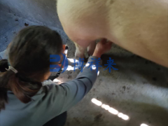 兽用B超仪对母猪图像的判断