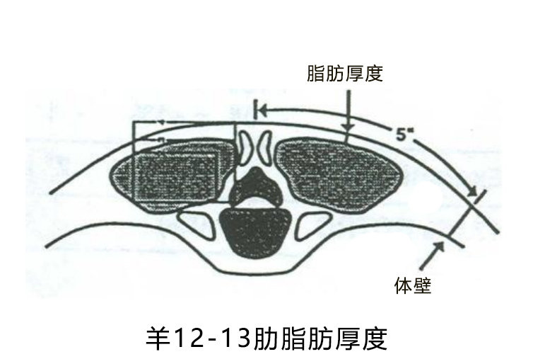 高清羊用背膘仪检测位置