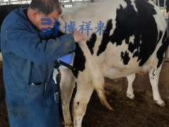 牛用B超机在奶牛繁育过程中如何提高繁殖效率？